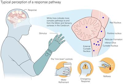 Utilization of peripheral nerve feedback at a preconscious level